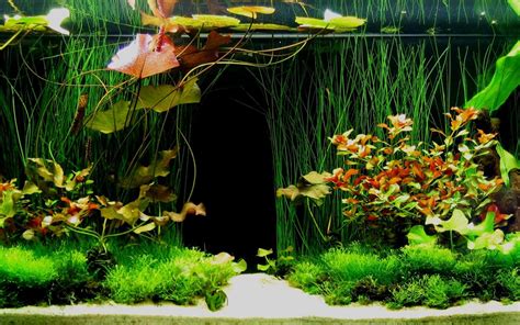 Green plants inside the aquarium Desktop wallpapers 1680x1050