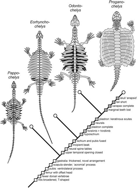 The Origin Of The Turtle Body Plan