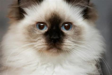 Willetteragdol Ragdoll Cat Breeders | Cat Breeders Massachusetts