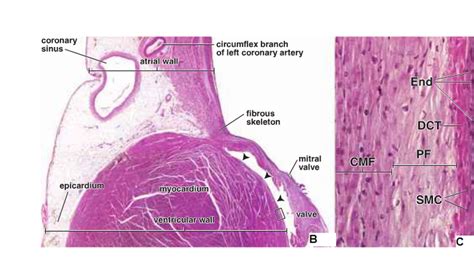 The histology - Cardiovascular System