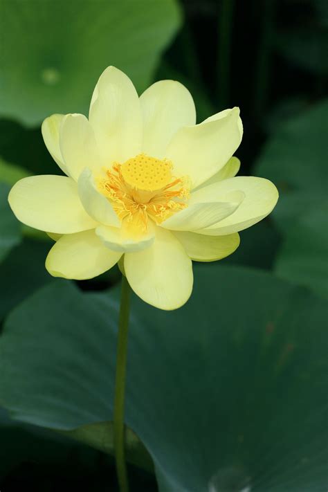 Yellow lotus flower | Beautiful flowers, Exotic flowers, Amazing flowers