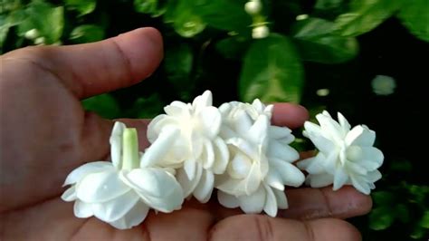 Picking "Kampupot" Flowers | Rose Jasmine - YouTube