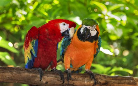 Macaws - Parrots Wallpaper (43412286) - Fanpop