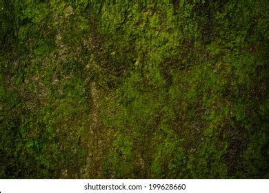 Forest Ground Texture Stock Photos - 297,246 Images | Shutterstock