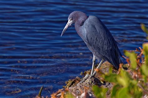 Florida Shorebirds – Photos by Bryan Baker