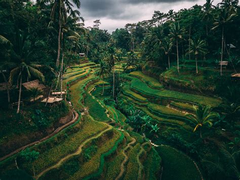 The amazing Tegalalang Rice Terrace, Bali. : r/backpacking