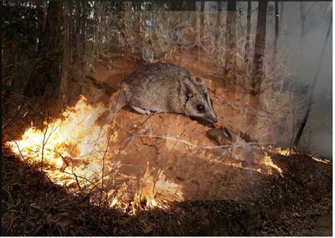 Fires in Australia: 7 animals likely to disappear - Wapzola