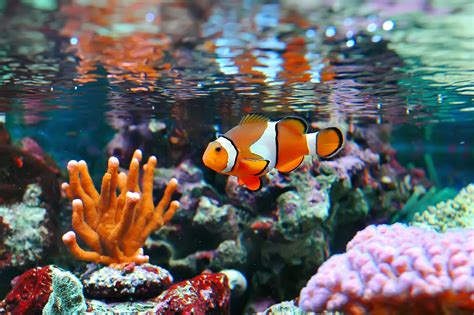 Top 10 Most Beautiful Colorful Fish Types | Pouted.com
