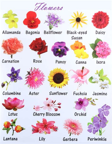 Flower Names And Pictures In English - Beautiful Insanity