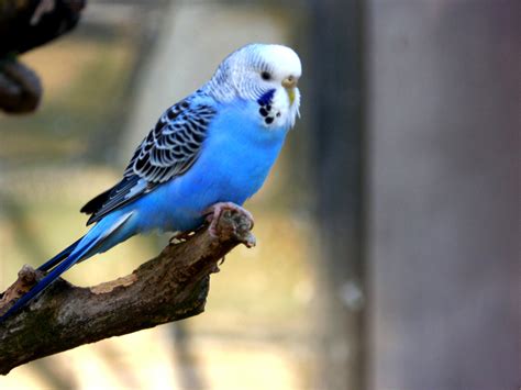 Blue Budgie by Wonderful Dream Picture / 500px