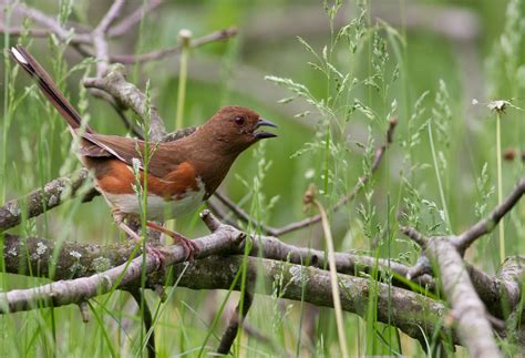 Eastern Towhee | Ornithology, Wildlife, Avian