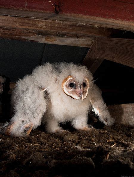 Baby Barn Owl (21 pics + video) - Izismile.com