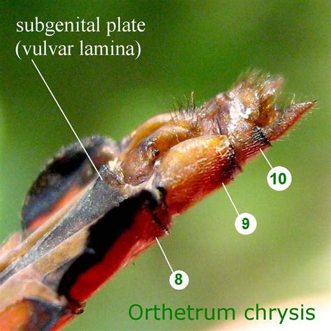 Ovipositor and Vulvar Lamina of Dragonflies