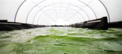 Cultivation of high-quality microalgae