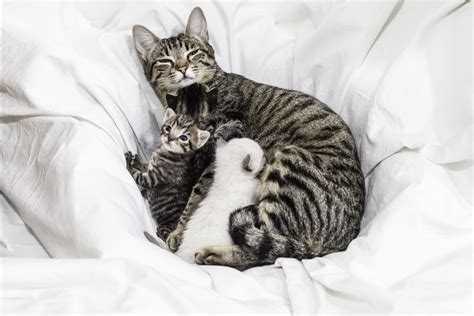 What to Do If a Mother Cat Can't Nurse Her Kittens