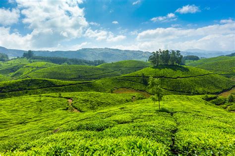 Spice Plantations in Munnar | Tea Plantations | Kerala | Kerala