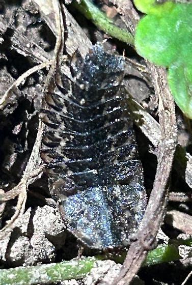 Firefly Larva? - BugGuide.Net