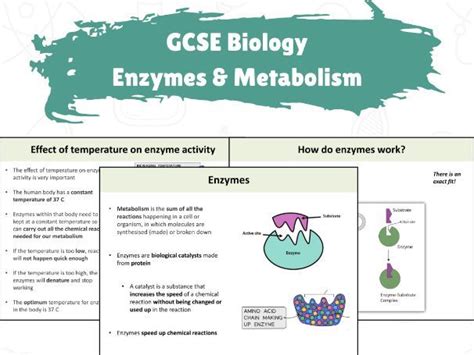 GCSE Biology - Enzymes & Metabolism | Teaching Resources