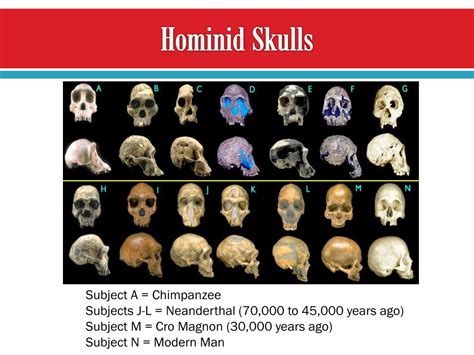 Ppt - Chapter 16: The Theory Of Evolution Powerpoint