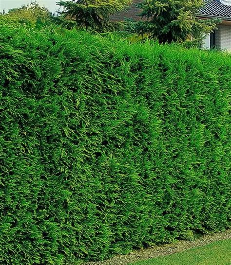 12 garden hedge plants for privacy matchness com – Artofit