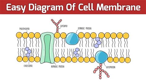 How To Draw A Cell Membrane