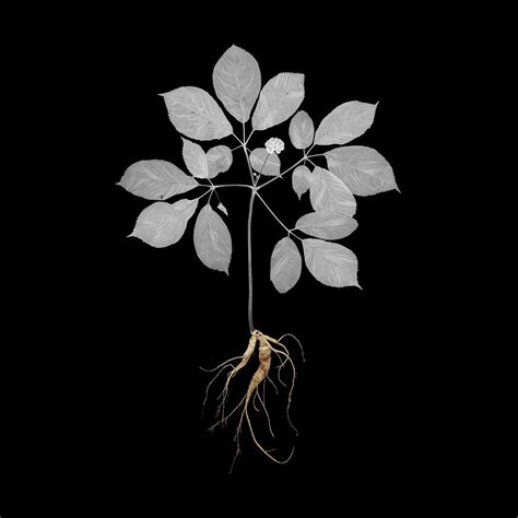 Ginseng Harvesting. Ginseng; miracle plant? Fact or fiction? | HeySmokies