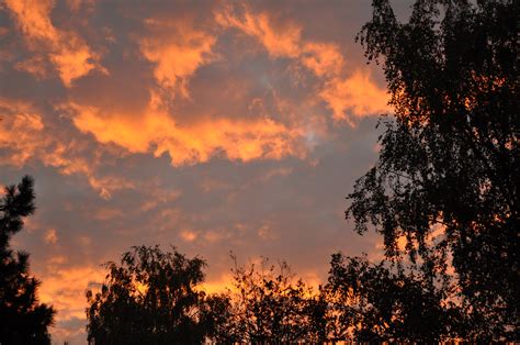 Free Images : tree, nature, cloud, sun, sunrise, sunset, sunlight, dawn ...