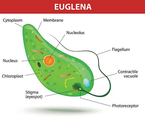 270+ Protozoa Diagram Stock Photos, Pictures & Royalty-Free Images - iStock