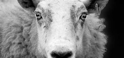 Sheep are capable of recognizing human faces | Unexplained Mysteries