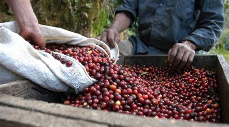 Arabica Harvest starts: No Crop and Low Prices Worries Growers - Kirehalli