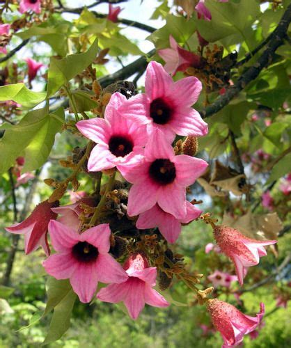BRACHYCHITON DISCOLOR - Lacebark Tree, $2.99 | Rainforest flowers, Australian native flowers ...