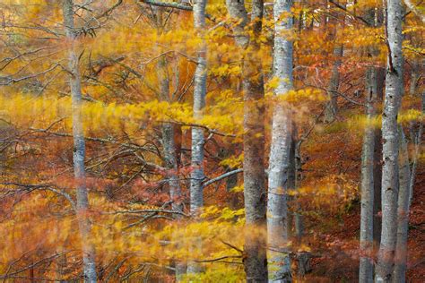 Autumn Photography: Taking Creative Photos of Autumn Trees