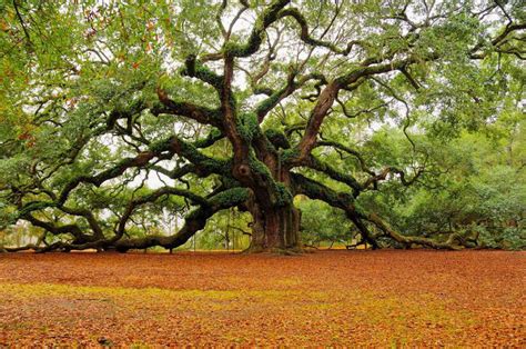 Temperate Climate Permaculture: Hardwood vs. Softwood Trees