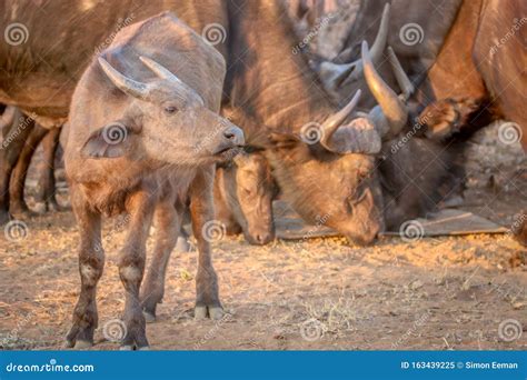 Young African Buffalo Calf Standing in the Grass Stock Image - Image of ...