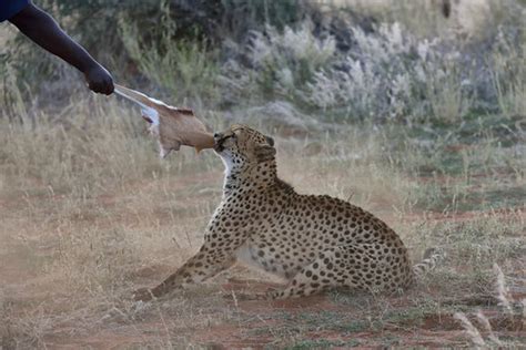 Cheetah feeding | Born in captivity, the 3 Cheetahs on Bagat… | Flickr