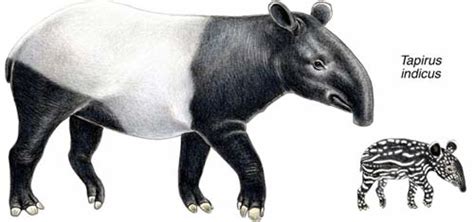 Tapirs in Black and White | Tapir Specialist Group