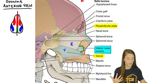 Inferior Nasal Concha: Location, Anatomy, Functions With, 44% OFF