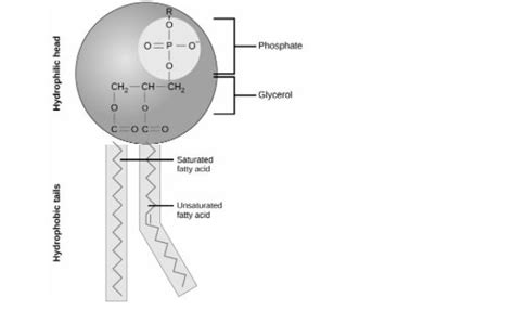 Notes on Phospholipid by Unacademy