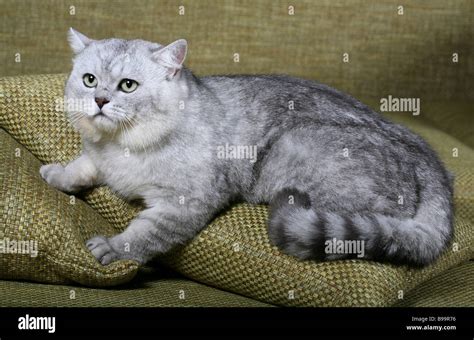 British Shorthair silver Cat Stock Photo - Alamy