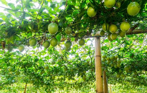 pruning passion fruit Artigos - Wikifarmer