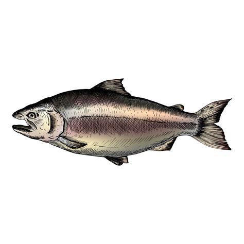 Hand drawn salmon fish - Download Free Vectors, Clipart Graphics ...