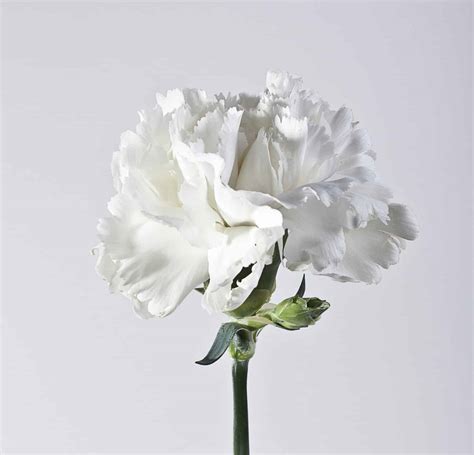 White Carnation: Meaning, Symbolism, and Proper Occasions - A-Z Animals