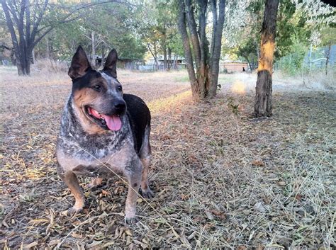 Blue Heeler Pitbull Mix [2024 Breed] Hybrid Pit Dog & Puppy Mixes