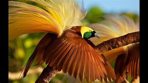 Greater Bird-of-Paradise - YouTube