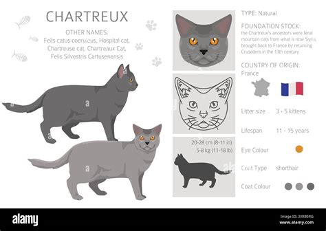 Chartreux Cat clipart. All coat colors set. All cat breeds characteristics infographic. Vector ...