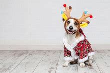 Dog In Christmas Sweater Free Stock Photo - Public Domain Pictures