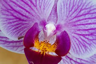 Orchid | My Fujifilm X-T30 photos: www.flickr.com/photos/vel… | Flickr