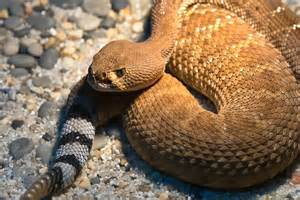 Rattlesnake | San Diego Zoo Animals & Plants