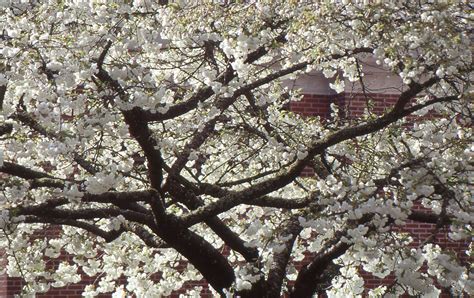 Prunus serrulata 'Mt. Fuji' | Landscape Plants | Oregon State University