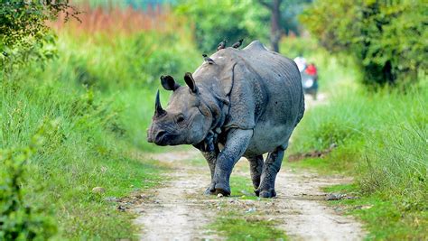 Kaziranga National Park - Wordzz